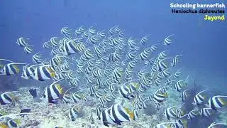 schooling bannerfish