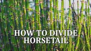 HOW TO DIVIDE Equisetum Hyemale Water Horsetail Rough Dutch Rush