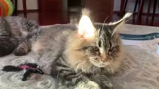 🌟Мей Куны 🐈‍⬛Котята 🐾