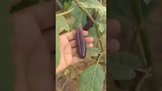 Aubergine 🍆 Plant 🌿