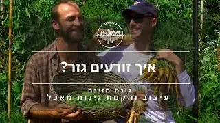 איך זורעים גזר?