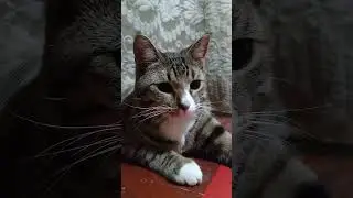 Котяра Авторитет!! 🔥🧨💪