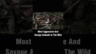 Most Aggressive And Savage Animals In The Wild #animals #animalsoftiktok #viral #shorts