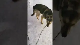 собака гаф гаф аааа → 