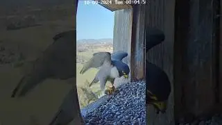 Female Falcon follow male for breakfast prey 