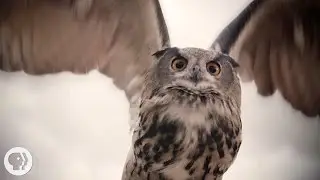 What Makes Owls So Quiet and So Deadly? | Deep Look