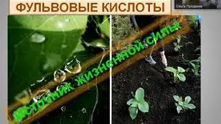 ФУЛЬВОВЫЕ КИСЛОТЫ - ИСТОЧНИК ЖИЗНЕННОЙ СИЛЫ!
