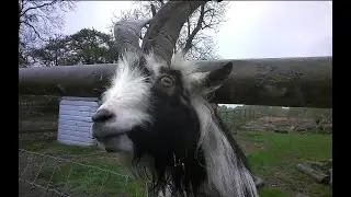 Pygmy goat and baby lamb experience