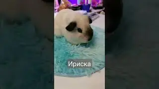 hi! we have a new girl!