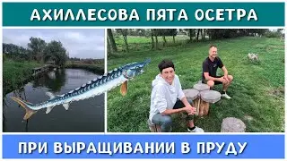 Нашли причину гибели осетра в своем пруду.