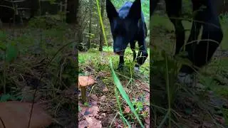 Ходили с псом по грибы