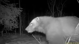 Wolverine eating | Finland 🇫🇮