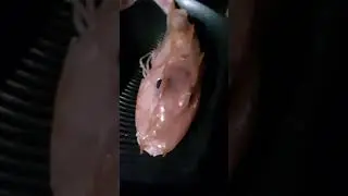 ANONG KLASENG ISDA ITO? 