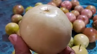 passion fruit video