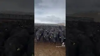 АБЕРДИН АНГУСЫ ТЕЛКИ 16-24 мес