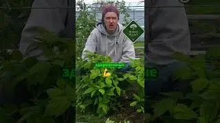 Как грунт влияет на нормировку малины_ #сад #огород #малина