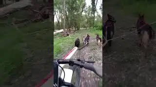 bikejoring with sladkiy dog Thor dog Cato dog and Loki dog.
