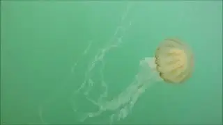 Let's see underwater area of ship with Gopro hero 4 | Scuba diving | Brave heroic