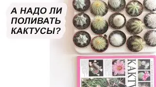 Что такое нижний полив суккулентов? Как правильно увлажнить пересохшие кактусы?
