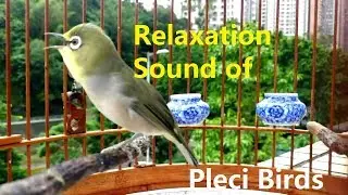 Relaxation Sound of Pleci Birds