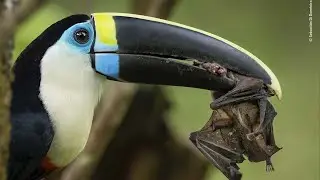 La Fotografía Que Ganó el WILD LIFE PHOTOGRAPHER OF THE YEAR