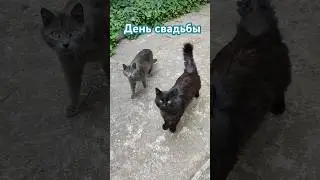 Свадьба #котикисмешные #cat #коти #жизнь #кот #кіт #юмор ##популярное #свадьба #жизнь #топ #тренды