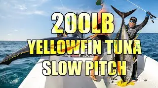 Caught a 200lb Yellowfin Tuna, Slow pitch, Took 45 minutes for this giant fish, using 40lb leader
