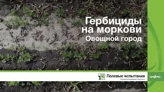 Гербициды на моркови, Овощной Город Коломна