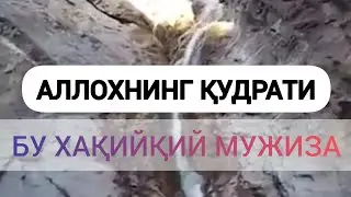АЛЛОХ нинг МУЖИЗАСИ / Чудо Аллаха / Miracle Of Allah