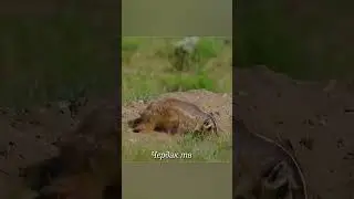Койот сделал невероятное.