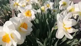 #НАРЦИС Махровий #весна #весна2024 #shorts #short #flowers