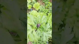 Anemones begin to bloom!