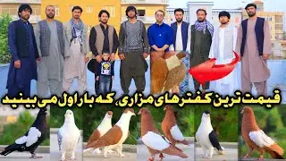 کفترهای 2.000هزار دالری مزار|نسل‌های های اصیل و قیمتی|Mazare Shari Unique and Most Expensive Pigeons