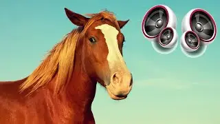 Horse - Sound Effect High Definition Free | Copyright free Music and Sound effects for YouTube video