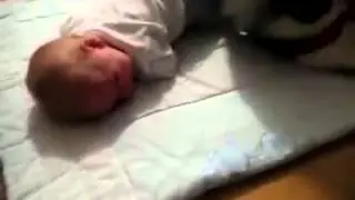 Собака охраняет спящего малыша  Мило