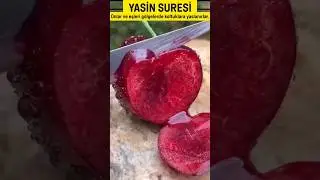 Yasin Suresi O gün Cennetlikler, Gerçekten Nimetler İçinde Safa Sürerler.