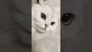 #cat #кот #рекомендации #ютуб #youtubeshorts #youtubevideos #youtube