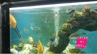 vandalur zoo#colourful fishes #