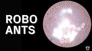 The physical intelligence of ant and robot collectives