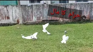 حرام کا مال amirawanfamily 🇧🇳🇵🇰