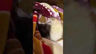 Пока Емелька спит, я работу работаю. 