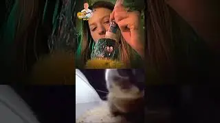 CHIPY CHIPY CHAPA CHAPA. #cat #cats #music #explore #shorts