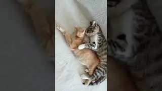 KATE KURAY - shorts anlamlı inanılmaz sevimli bebek kedi mama bekliyor