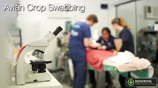 Avian Crop Swabbing
