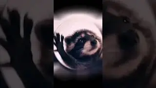 Енот танцует под Pedro / САША КВАШЕНАЯ COVER / dancing raccoon ❤ 