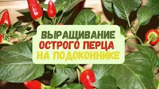 🌶️ How to grow hot peppers from seeds at home