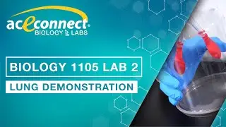 Biology Lab || Lung Demonstration