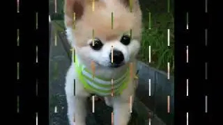 Милахи собахи 🐕