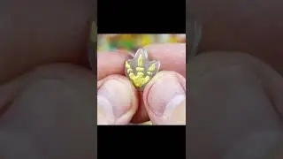 редкие ЗАВРЫ 2. золотая ЛАПА! Акция в Пятерочке.  