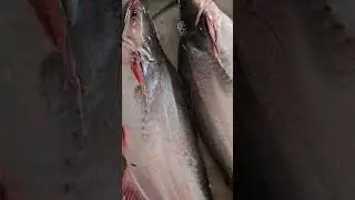 Pangus fish|#fishing|#shorts
